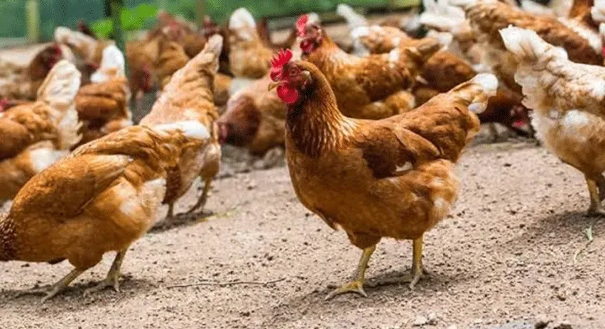 rickmedia: mwanaume-mmoja-auawa-sababu-wizi-kuku-318-rickmedia